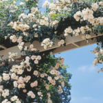 Climbing Rose ‘New Dawn’. Photos courtesy of the National Garden Bureau.