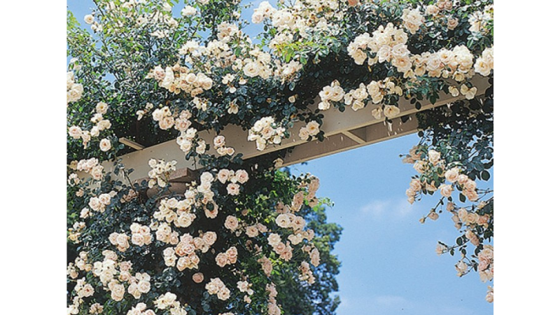 Climbing Rose ‘New Dawn’. Photos courtesy of the National Garden Bureau.
