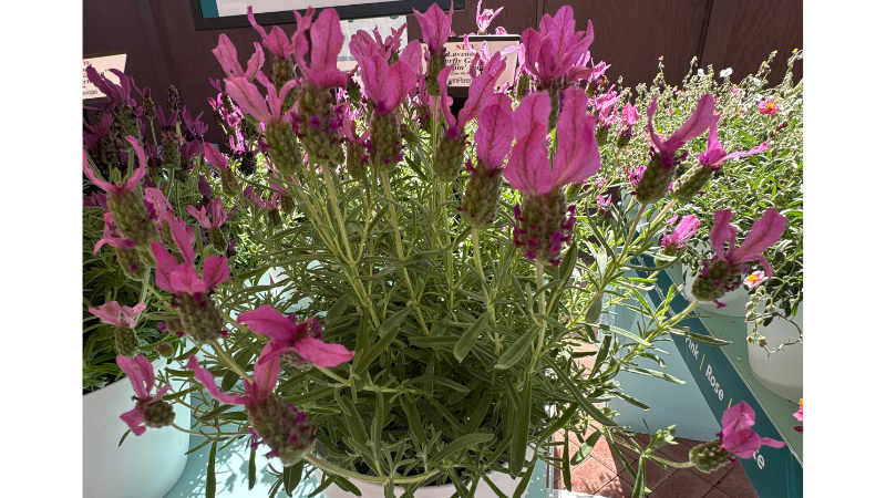 Consider offering these standout new edible varieties from California Spring Trials (CAST)