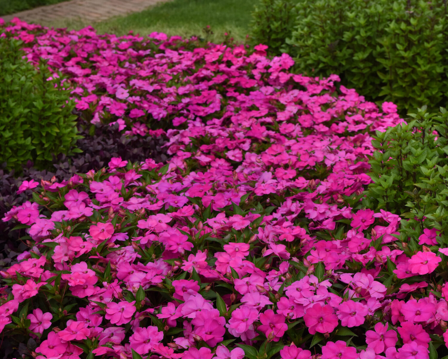 Impatiens ‘Beacon Sanibel Mix’. Photo courtesy of PanAmerican Seed.