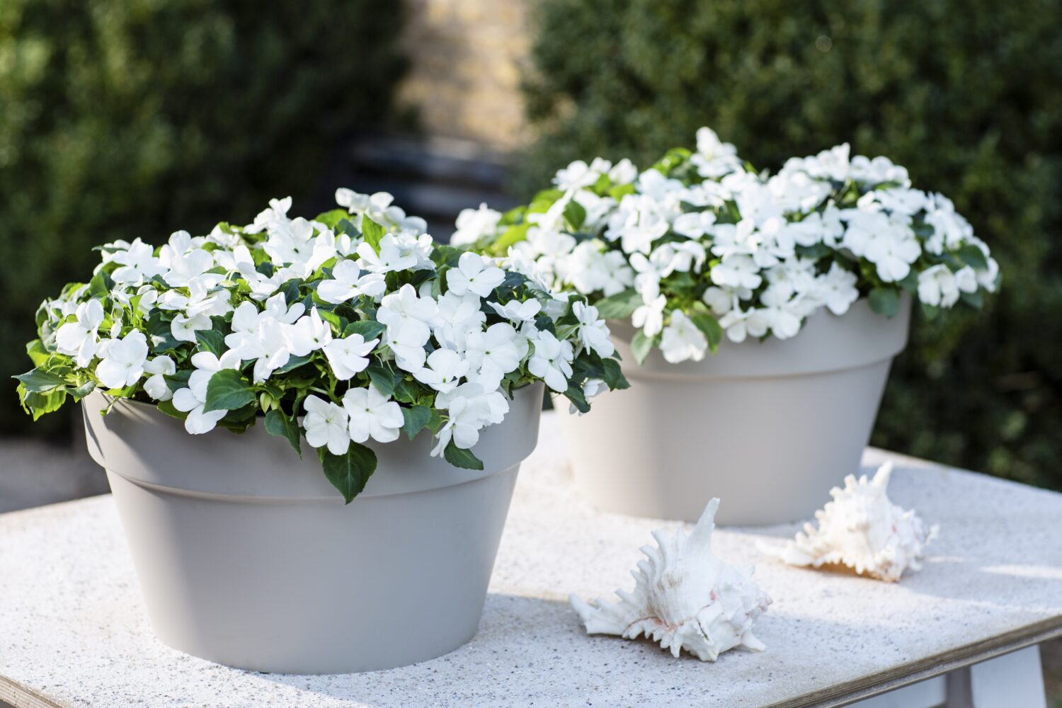 Impatiens ‘Imara XDR White’. Photo courtesy of Syngenta Flowers.