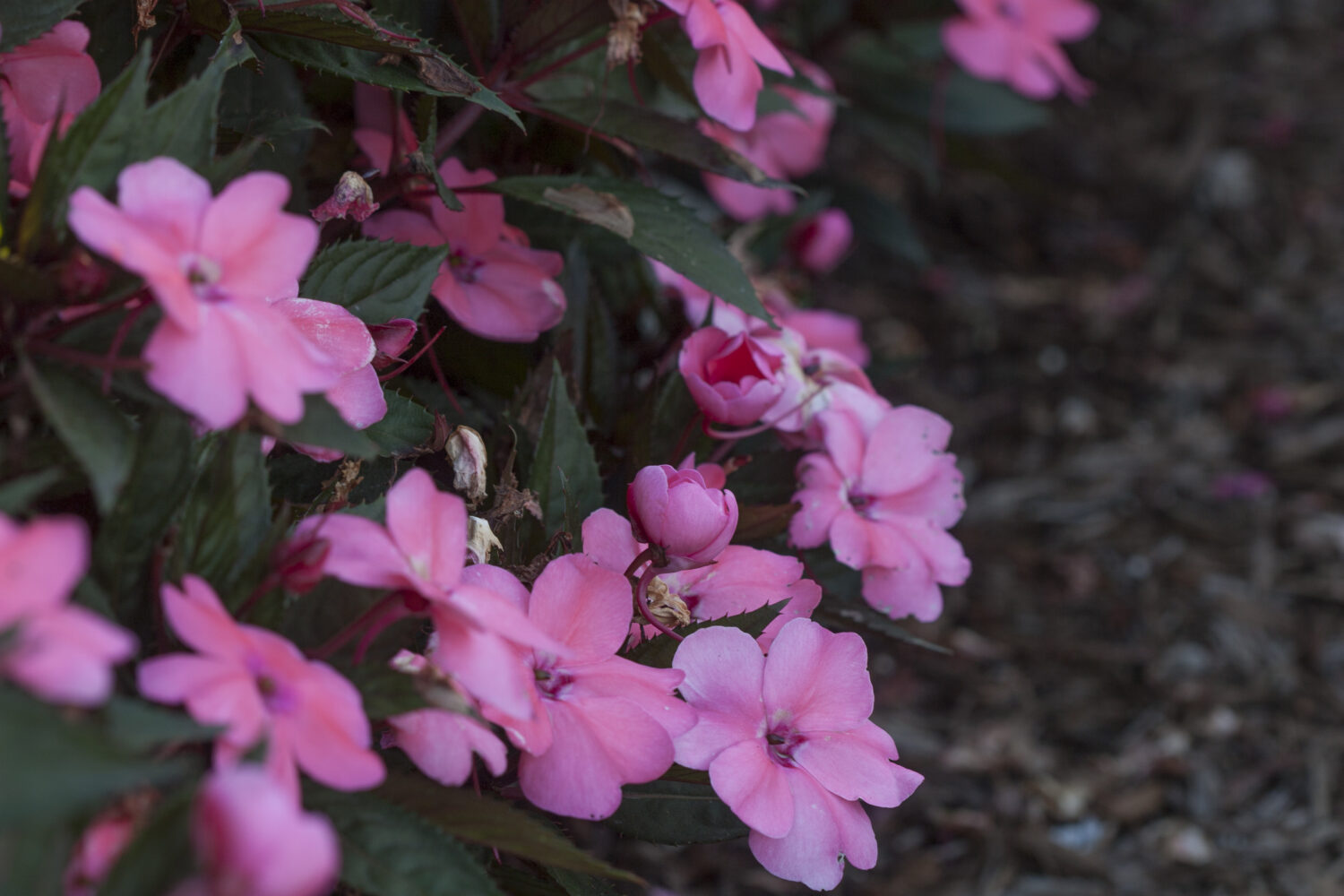 Impatiens ‘SunPatiens Compact Coral Pink’. Photo courtesy of Costa Farms.
