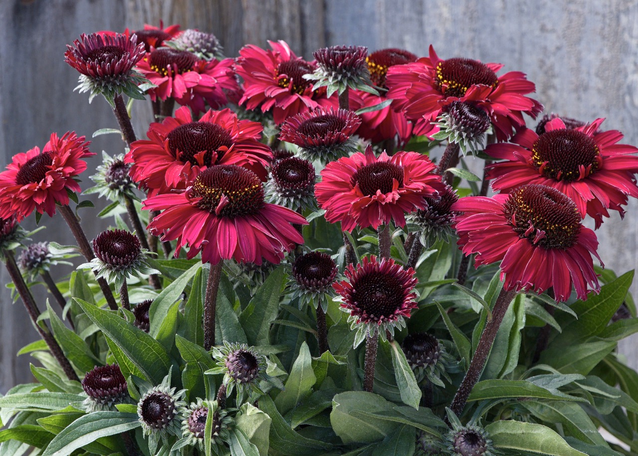 Monrovia Chocolate Cherry Coneflower photo courtesy Bull Plant Genetics