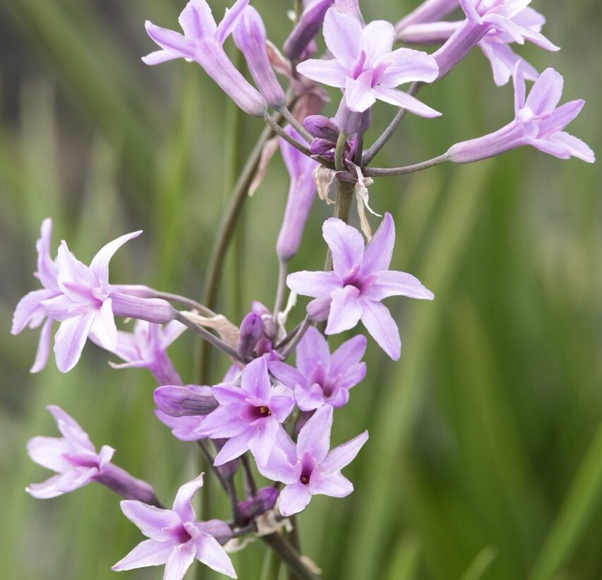 Monrovia Starburst Tulbaghia