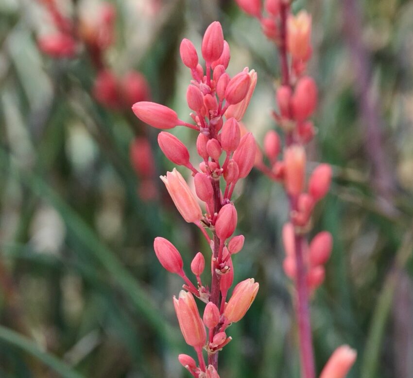 Monrovia Tahitian Dawn Hesperaloe
