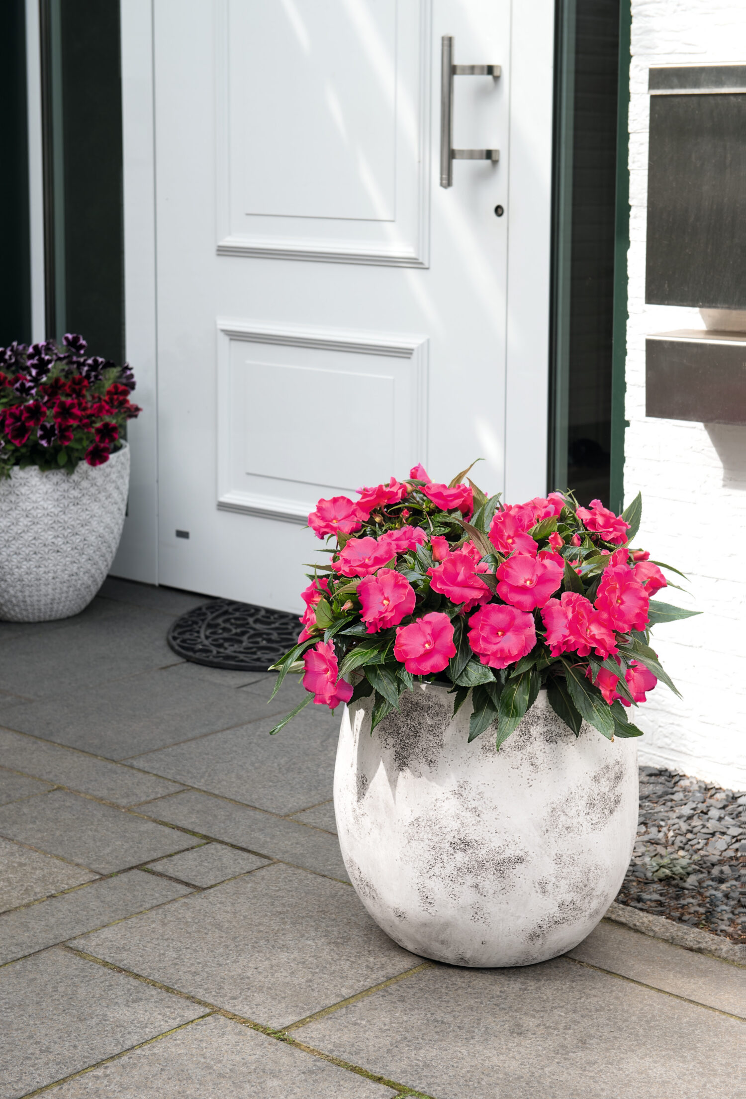 New Guinea impatiens ‘Roller Coaster Hot Pink’. Photos courtesy of the National Garden Bureau.