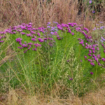 Perennial Plant Association (PPA) Vernonia ‘Summer’s Swan Song’ 2027 Perennial Plant of the Year Photography Credit Ed Lyon