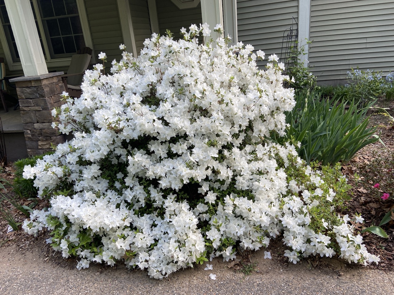 ‘Perfecto Mundo Double White’ is a rounded shrub that blooms in spring and again in mid-summer. Photo by Natalie Carmolli.