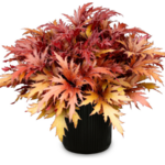 Terra Nova introduces heuchera series at Cultivate'26 Fyre Wing Hematite