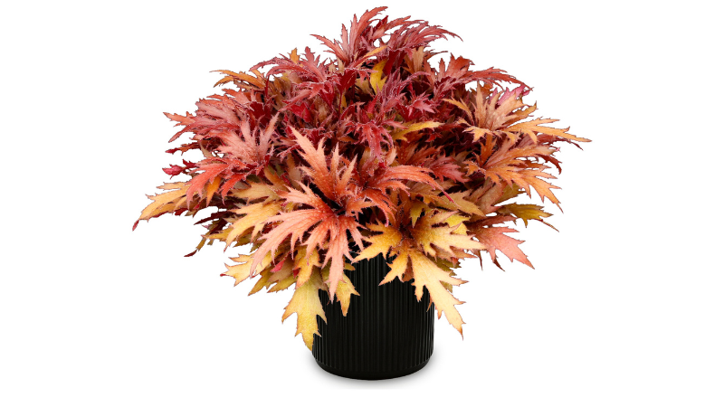 Terra Nova introduces heuchera series at Cultivate'26 Fyre Wing Hematite