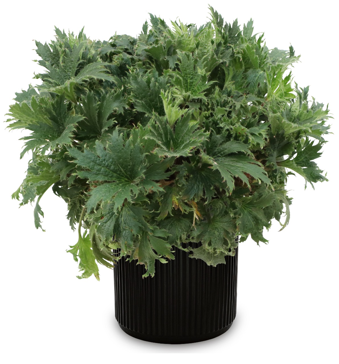 Terra Nova introduces heuchera series at Cultivate'26 'Fyre Wing Jadeite'
