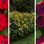 The first three 2027 AAS winners are impatiens 'Solarscape XL Red Glow', sunflower 'Always Sunny Gold' and vinca 'Tattoo Boysenberry'