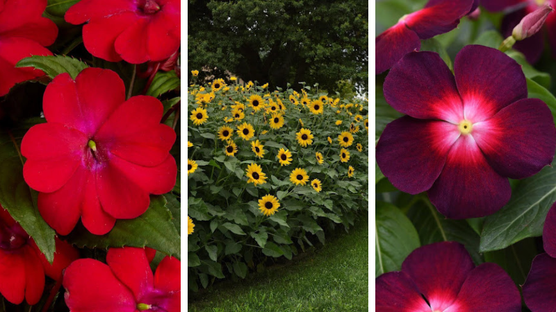The first three 2027 AAS winners are impatiens 'Solarscape XL Red Glow', sunflower 'Always Sunny Gold' and vinca 'Tattoo Boysenberry'