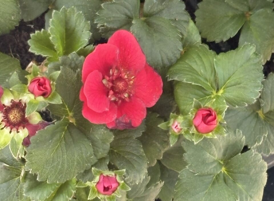 ThinkPlants_Fragaria ‘Pretty, Tasty Ruby’ Large