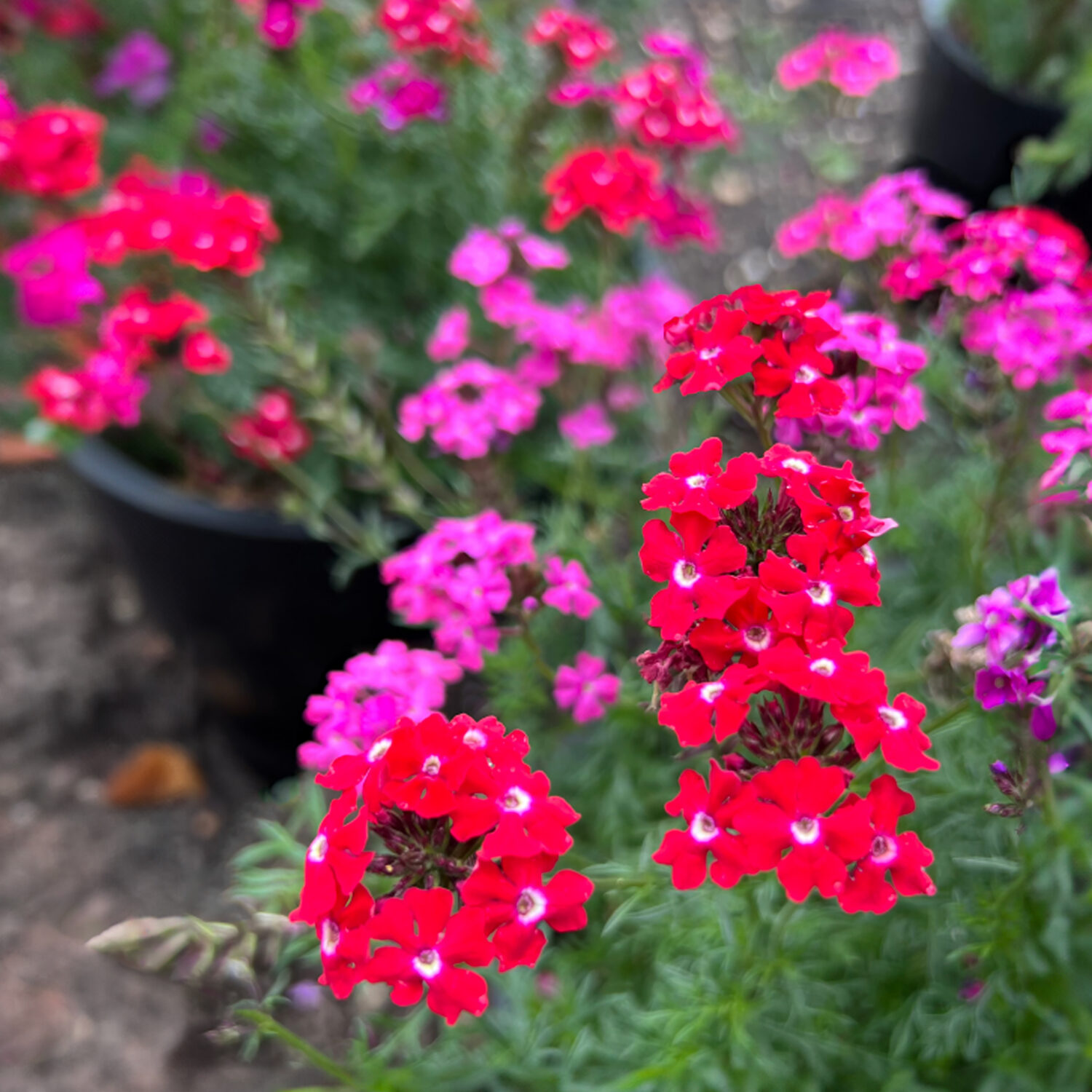 Verbena ‘Sweetheart Kisses’. Photo courtesy of NGB.